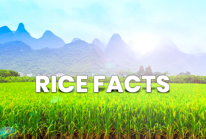 Rice Facts
