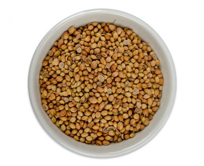 Coriander